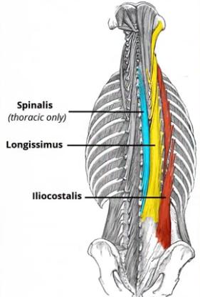 深蹲硬拉能瘦腰吗,深蹲硬拉时怎么保护好腰