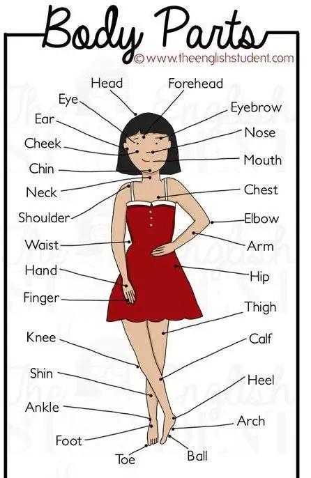 人体部位的英语单词快速记忆法,人体各个部位英文单词