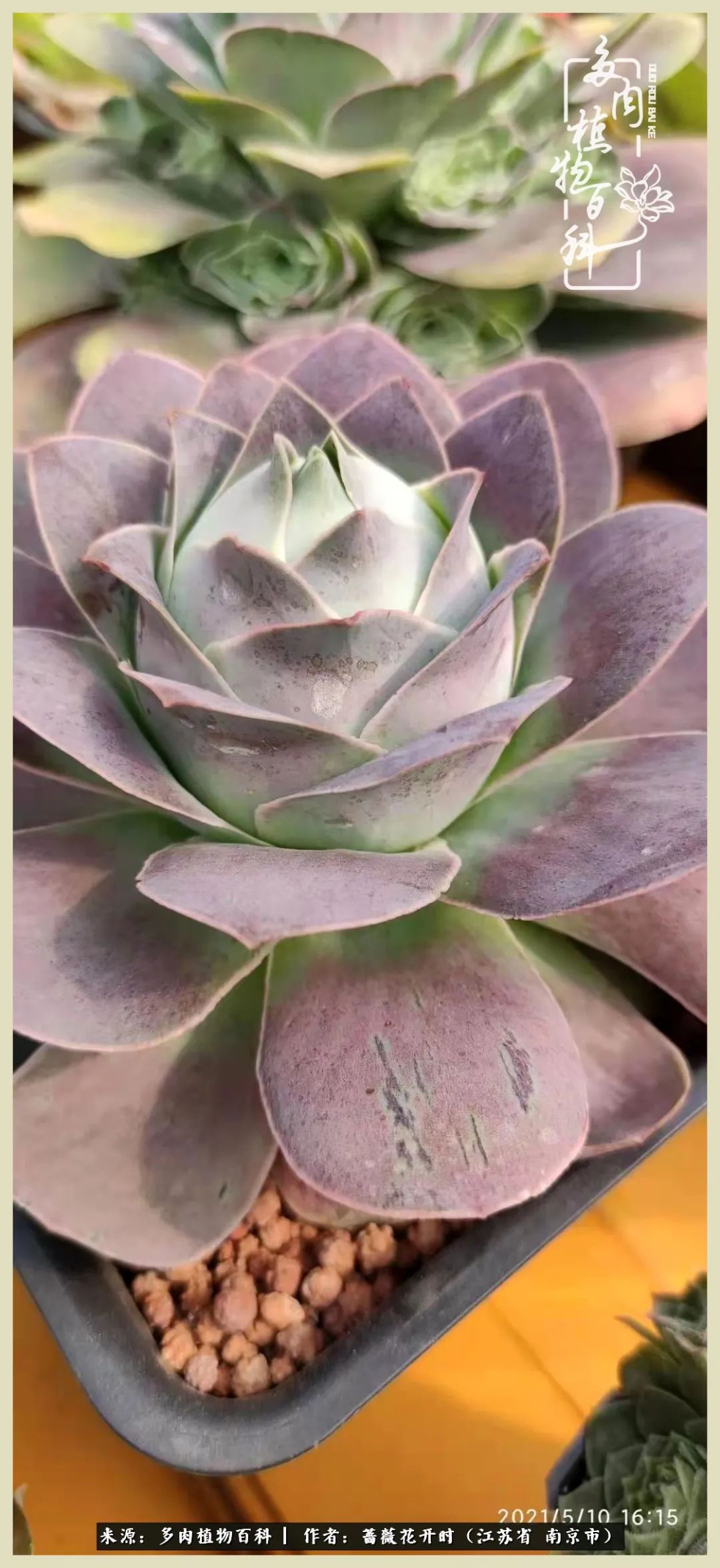 又见颜的妩媚，色的诱惑！这些山地玫瑰礼盒惊艳了眼眸