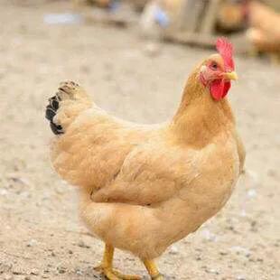 菜市场的鸡有多少种怎么辨别好坏,菜场买的鸡要不要焯水