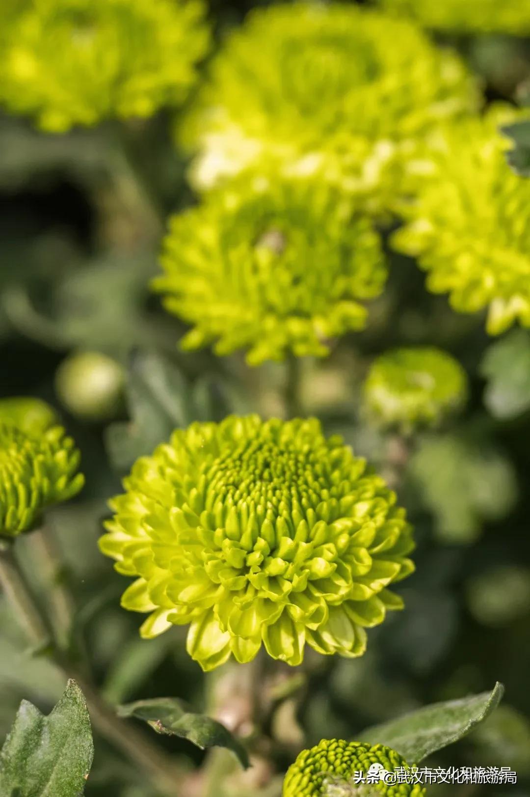 武汉秋天的第一场音乐节,武汉秋天第一场音乐节