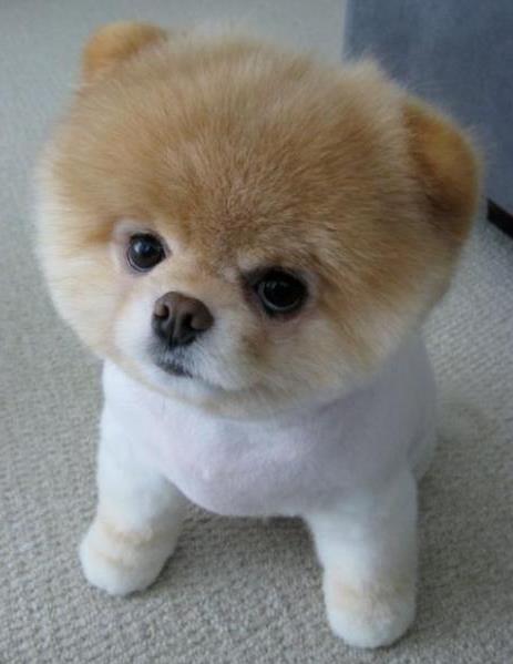 狗狗刚到家老是哼哼叫是什么原因,狗狗刚回家一直抖怎么办