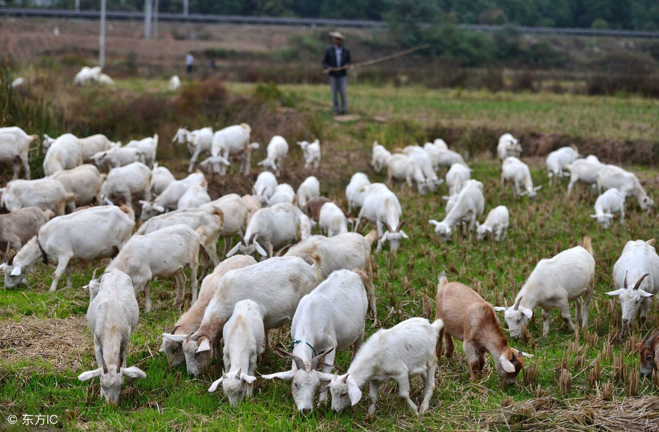 新生的羔羊怎么处理,新生羔羊的保健方法