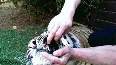 每个人都有多余的智齿,爱护自己的智齿