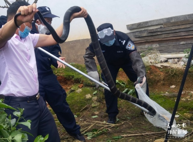家中闯入眼镜王蛇,女子家中发现2米的眼镜王蛇