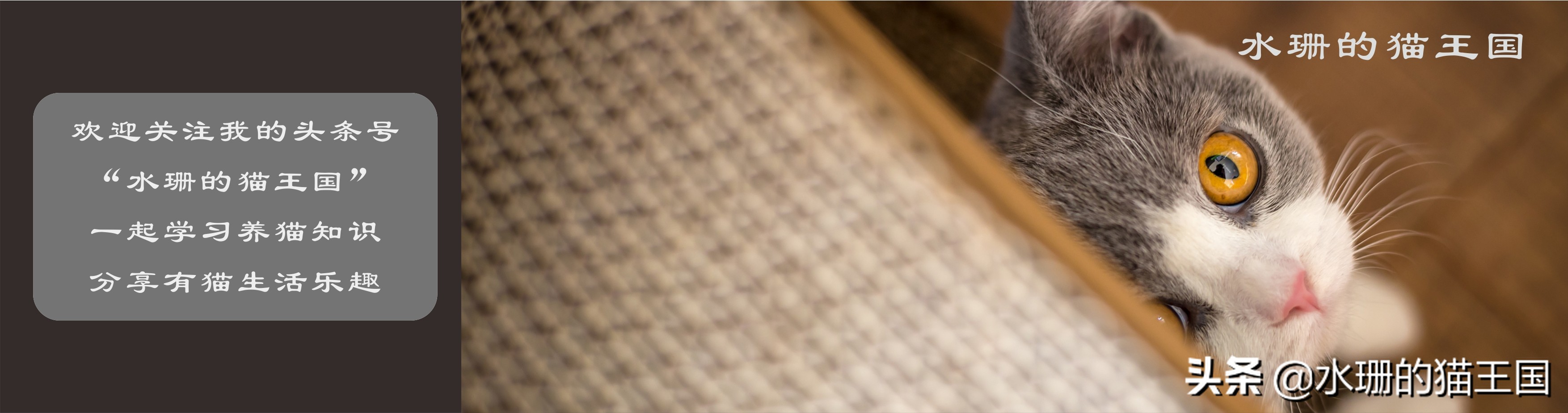 小顽智能宠物饮水机怎么使用,小清泉宠物无线饮水机测评