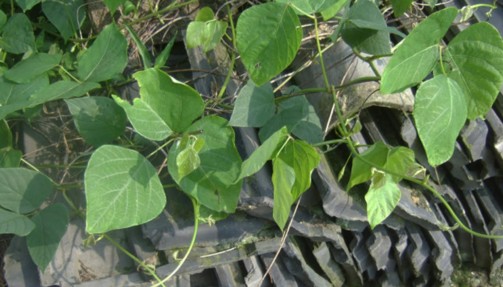 葛根在哪些国家泛滥成灾,在美国泛滥成灾的葛根