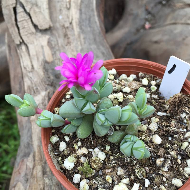 1000种多肉植物图鉴大全大图,景天科1000种多肉植物图鉴