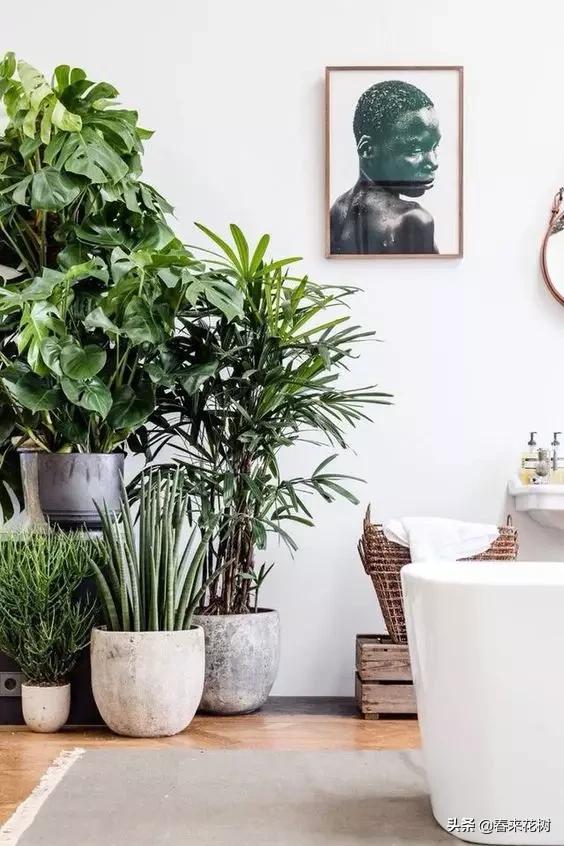 花盆里的杂草到底要不要拔,花盆里的杂草应当拔掉还是剪掉