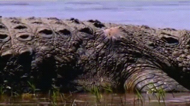 出游在外小心不要被动物吃掉哦