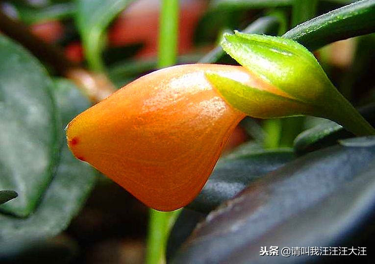 新手养花冬天的金鱼吊兰怎么养,金鱼吊兰养护方法图片