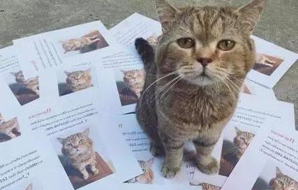 寻猫剪刀大法怎么使用,猫丢了怎么快速找回寻猫机构