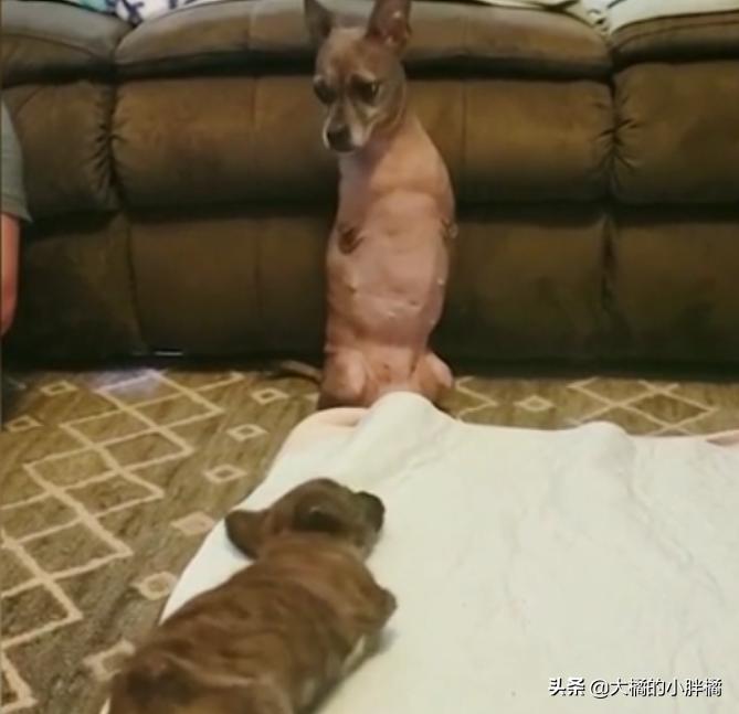 小狗如何训练小狗学走路,大狗教小狗站起来