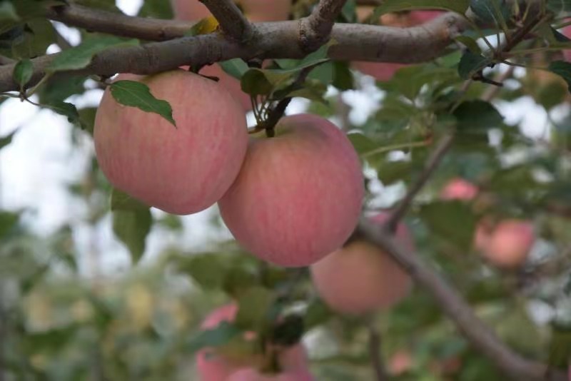 愁坏果农，摘袋后果面不干净怎么办？喷施免疫膜果面换新颜……