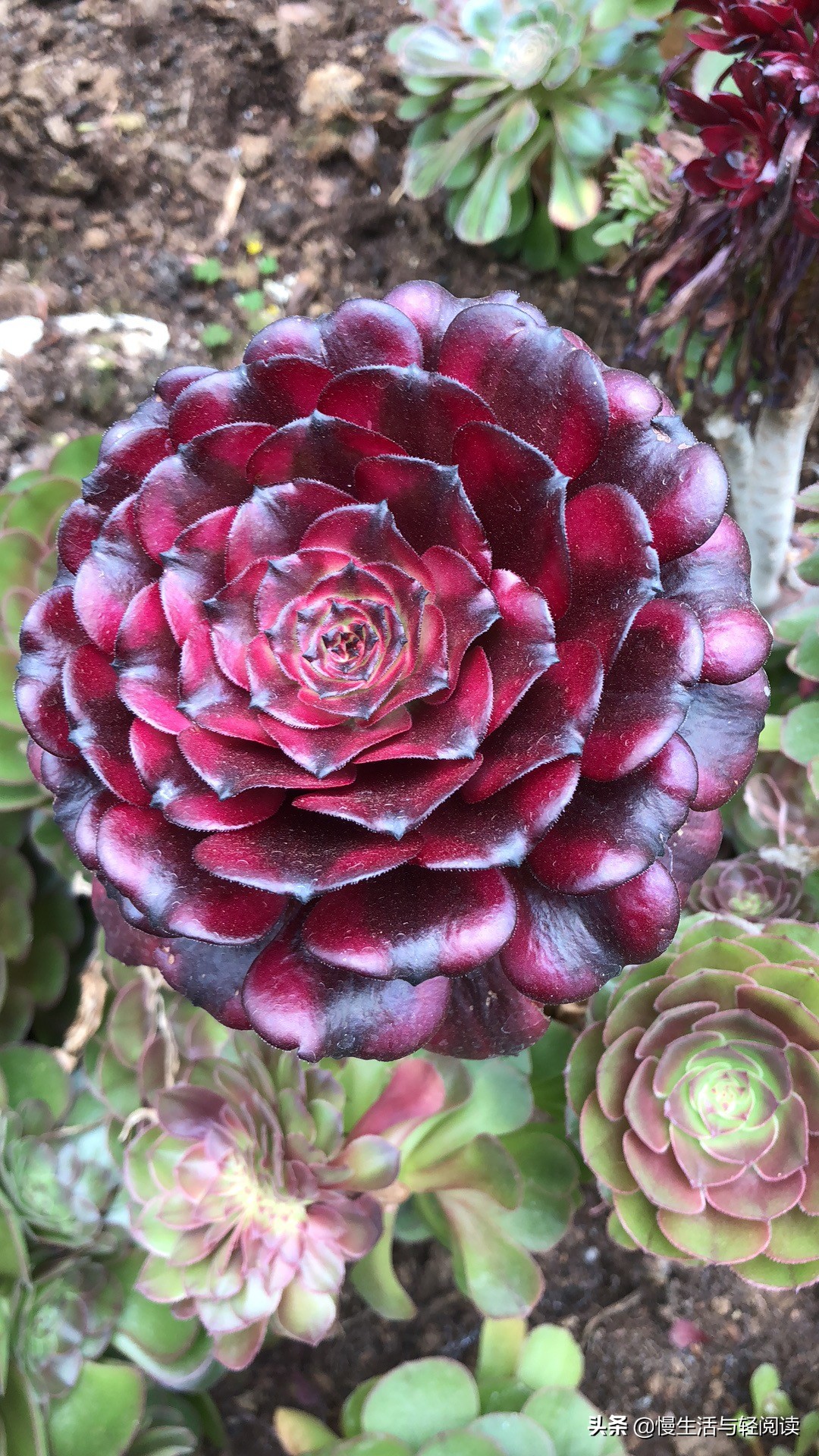 《慢生活·轻阅读》1647期