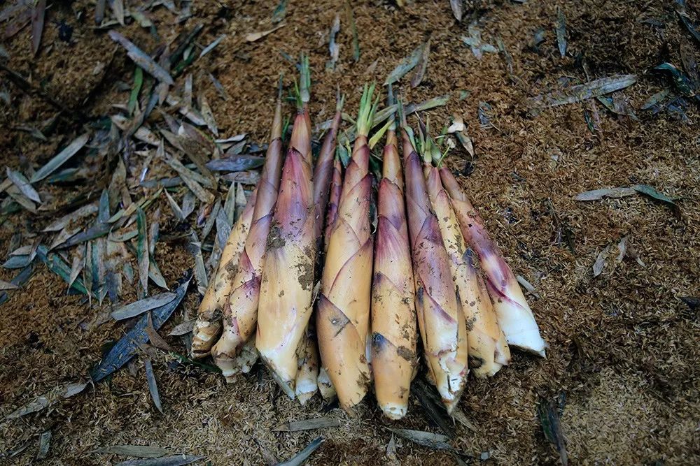 四月天山上春笋鲜,人间四月天春笋鲜