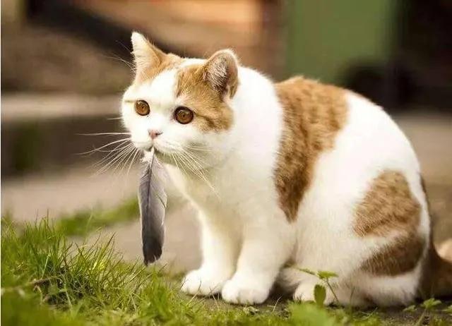 猫咪的胡须掉了是正常现象吗？真的意味着能招财开运吗？