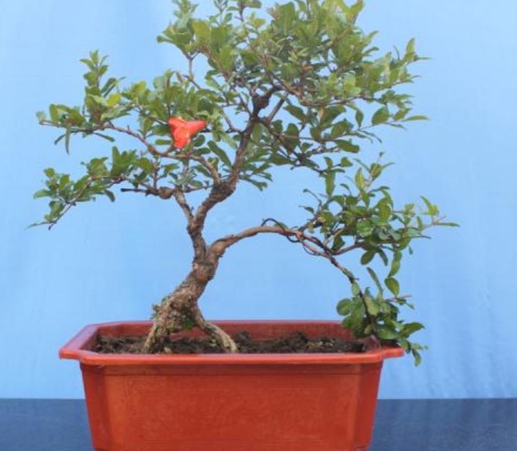 石榴种多久才能开花,盆栽石榴开花结果期怎么施肥