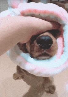 养纯种还是混血狗,养纯种狗