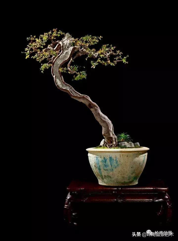 最美的100盆雀梅盆景,雀梅盆景第一年修剪视频