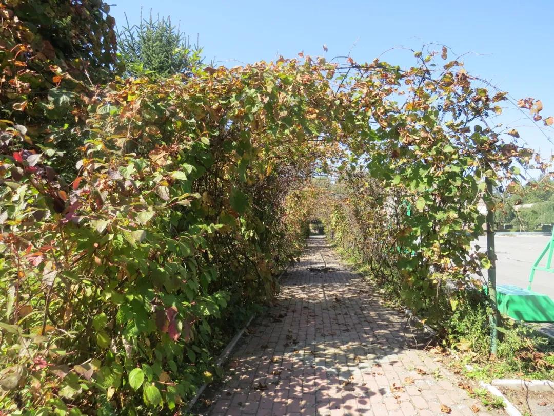 「城市晚报·高中巡礼」长春市综合实验中学