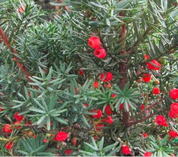 “红豆杉”是什么样子的？终于有点懂了