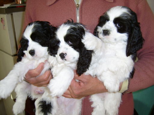 名犬排行榜杜宾,名犬排行榜捷克狼犬