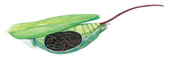 铁线虫为何多感染螳螂,螳螂寄生铁线虫概率视频