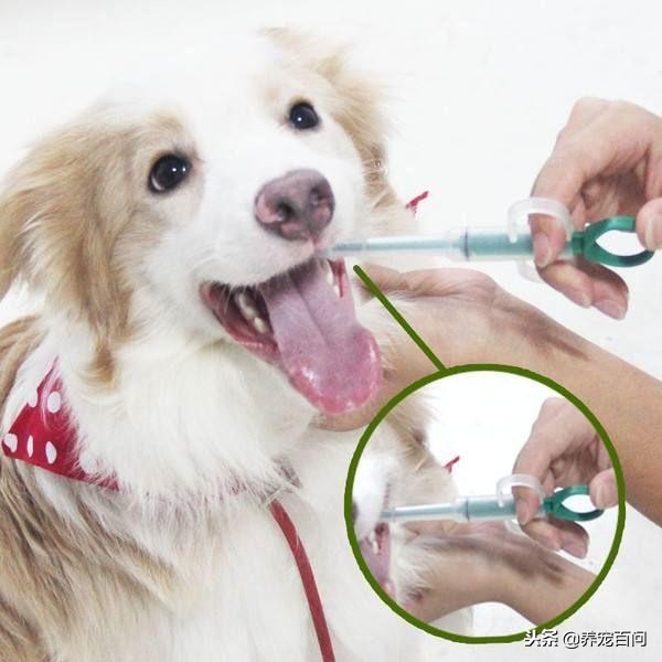 治疗狗狗拉稀呕吐的最好方法,狗狗喂了螃蟹后呕吐拉肚子