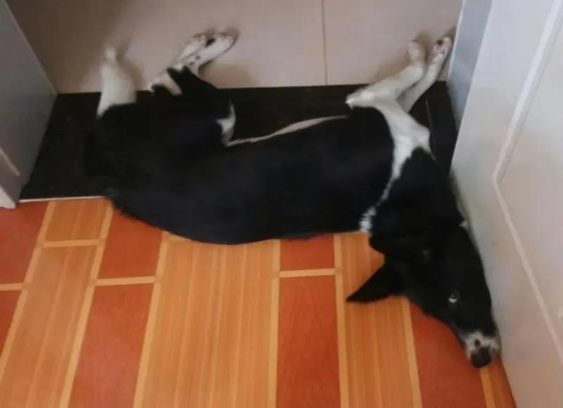 模仿狗狗睡姿,分享下你家狗子的睡姿