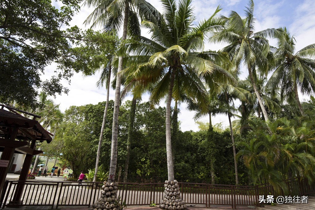 热带植物的百科全书，匪夷所思的植物王国，兴隆热带植物园
