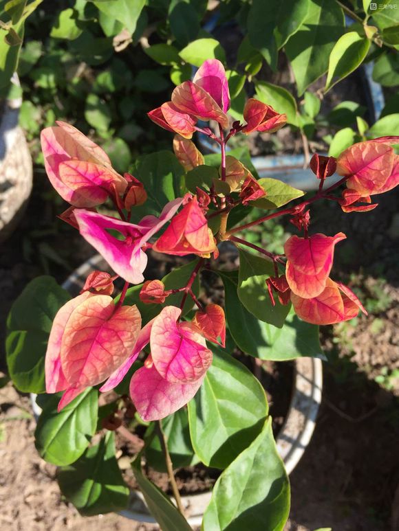 三角梅10大勤花品种，不用控水，一年到头有开不完的花