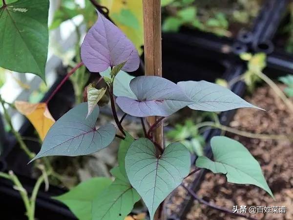 阳台种菜初学者种什么菜,阳台种菜最易种的菜有哪些