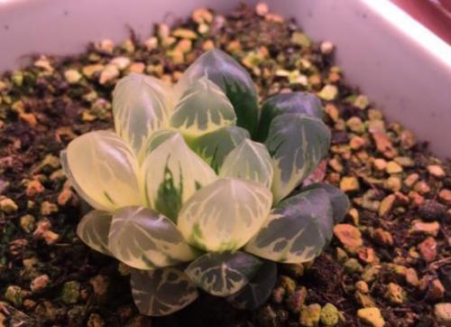 多肉玉露闷养最佳时间,养殖的多肉为什么叶子变黄