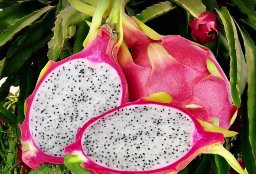 越南大米最新消息今天,越南大米最新消息