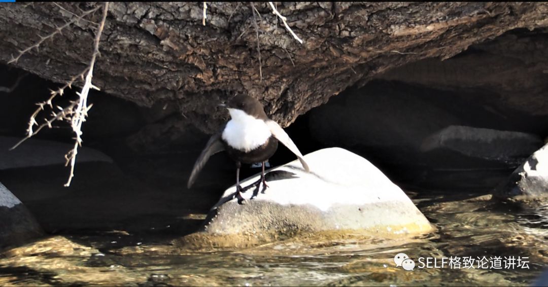 科学家如何观察植物,鸟类的研究方法