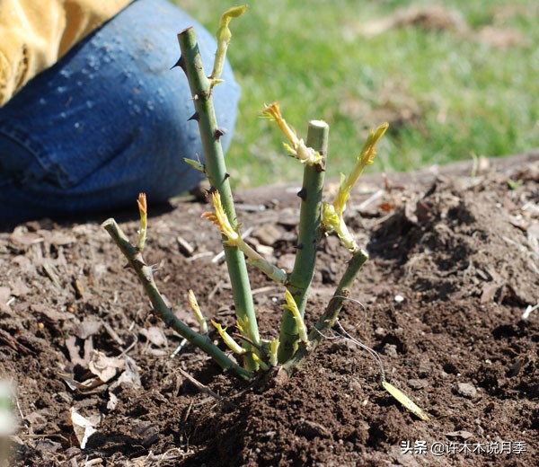 月季应该怎么浇水,月季的浇水注意事项