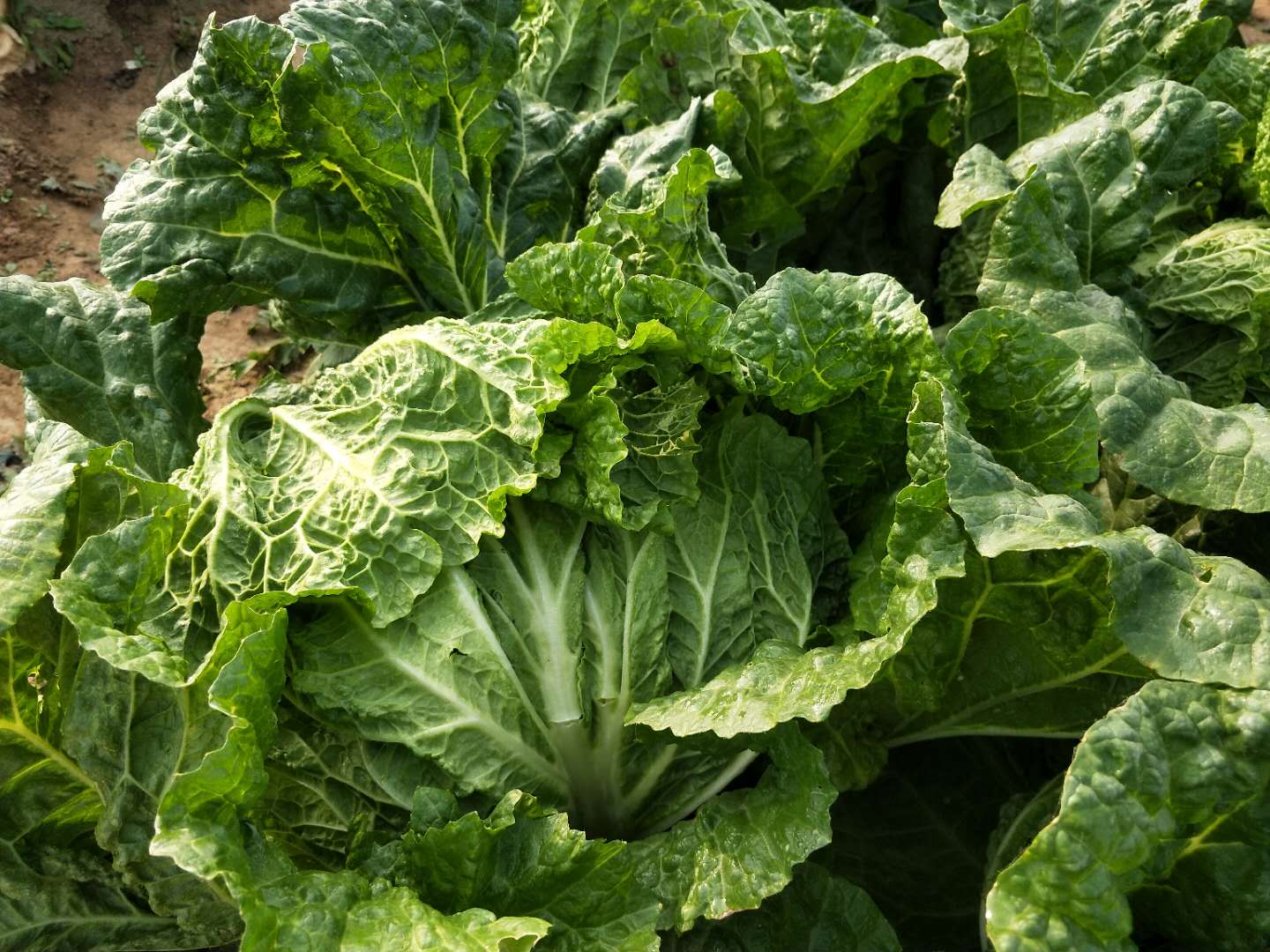 治疗白菜软腐病效果最快用什么药,白菜软腐病用噻唑酮与精甲恶霉灵