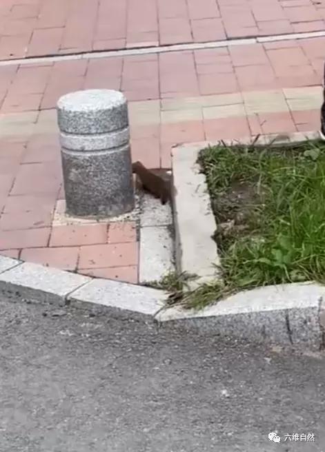 一小黄鼠狼迷路等救助，大黄鼬瞬间出现，不顾围观，叼着幼崽就逃