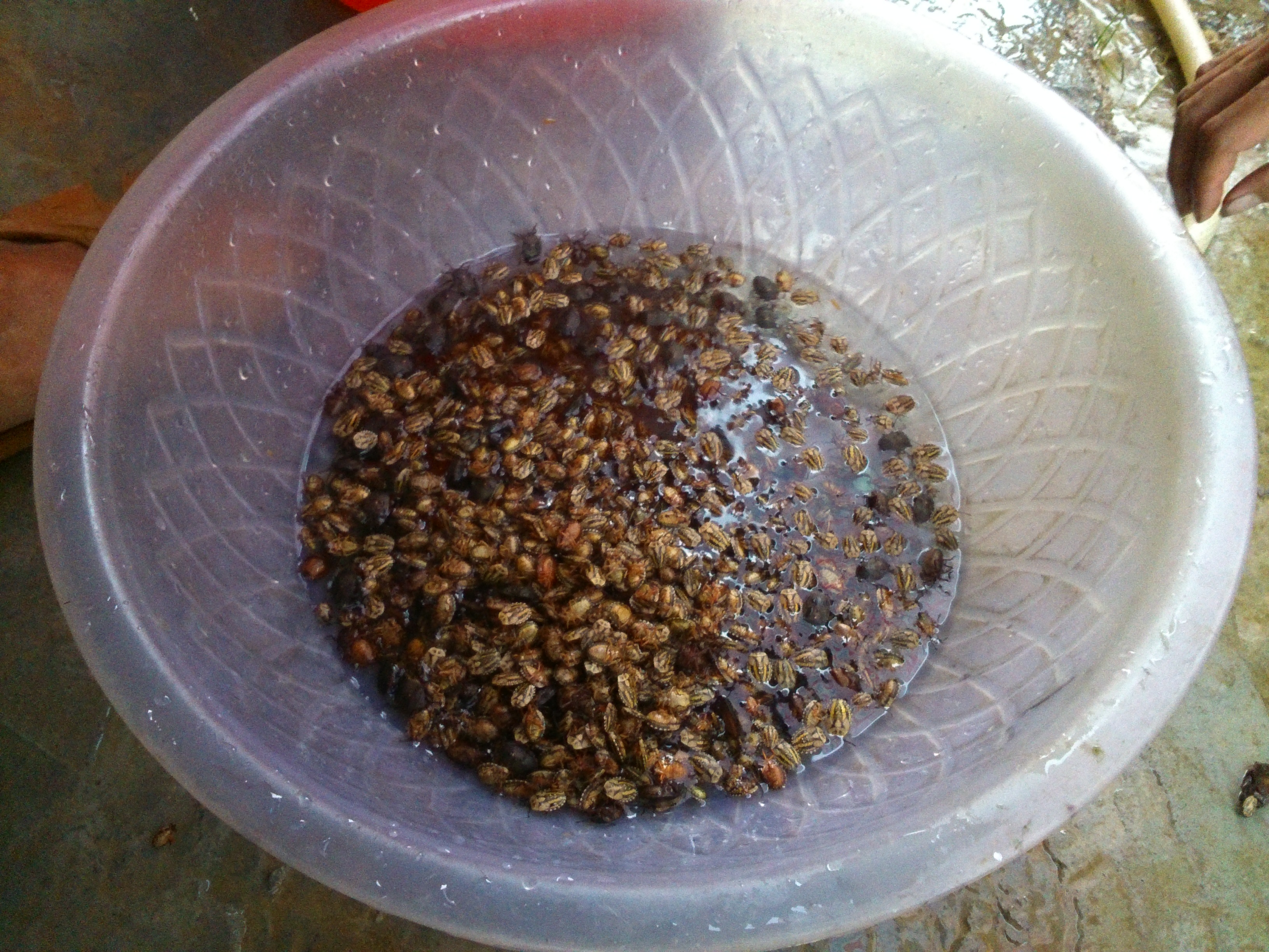 臭屁虫吃美食,吃臭屁虫方法