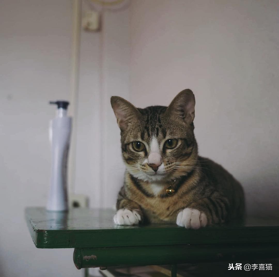 猫咪绝育后为什么不能进食,猫咪绝育后多久不吃东西属于正常