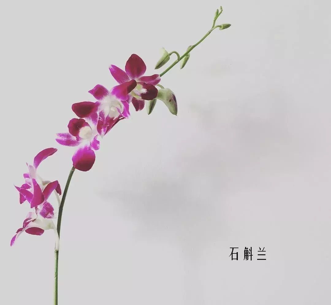 鲜花店常见花材品种大全,花店里同款的两种不同价格的花材