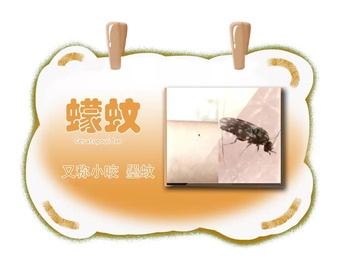 睡觉被咬了个包痒肿,手掌被咬了个包又痒又疼