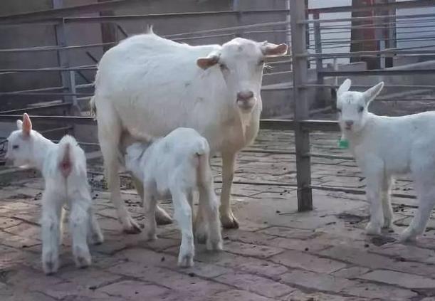 母羊奶水不够怎么办,母羊奶水不够小羊吃怎么办