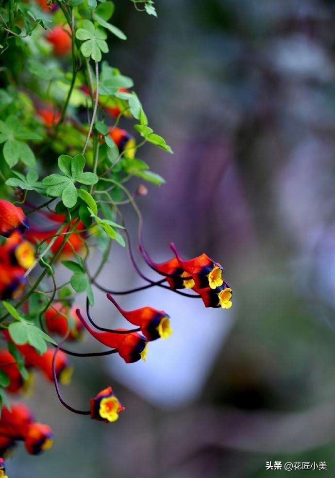 爬藤植物100种,5种爬藤花适合在院子里种植