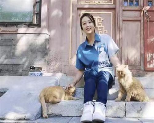 宫猫图鉴在哪儿,宫猫图鉴个人主页