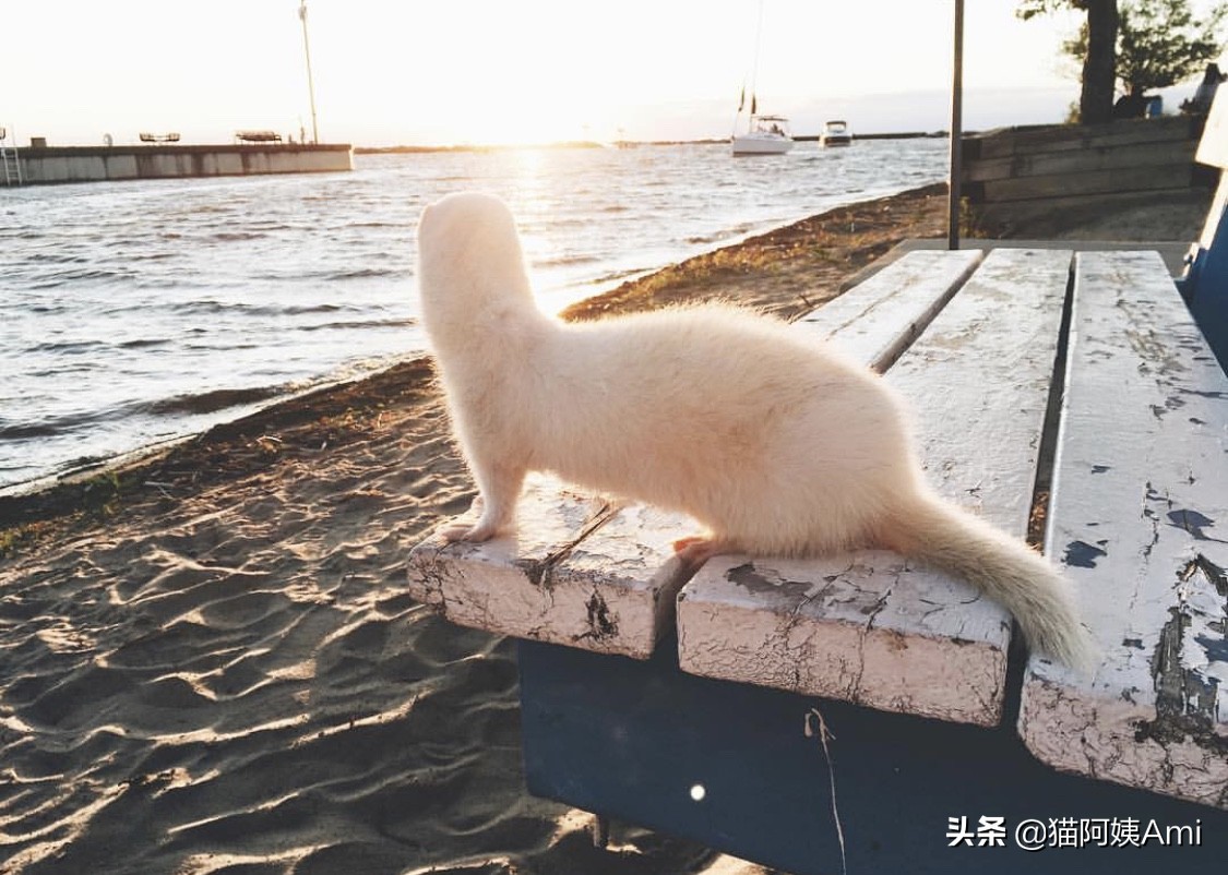 养只雪狐当宠物,宠物雪貂怎么养