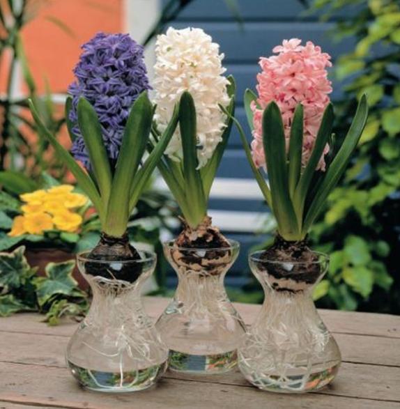 狠心来“一刀”，丢到水瓶中能花开3个月