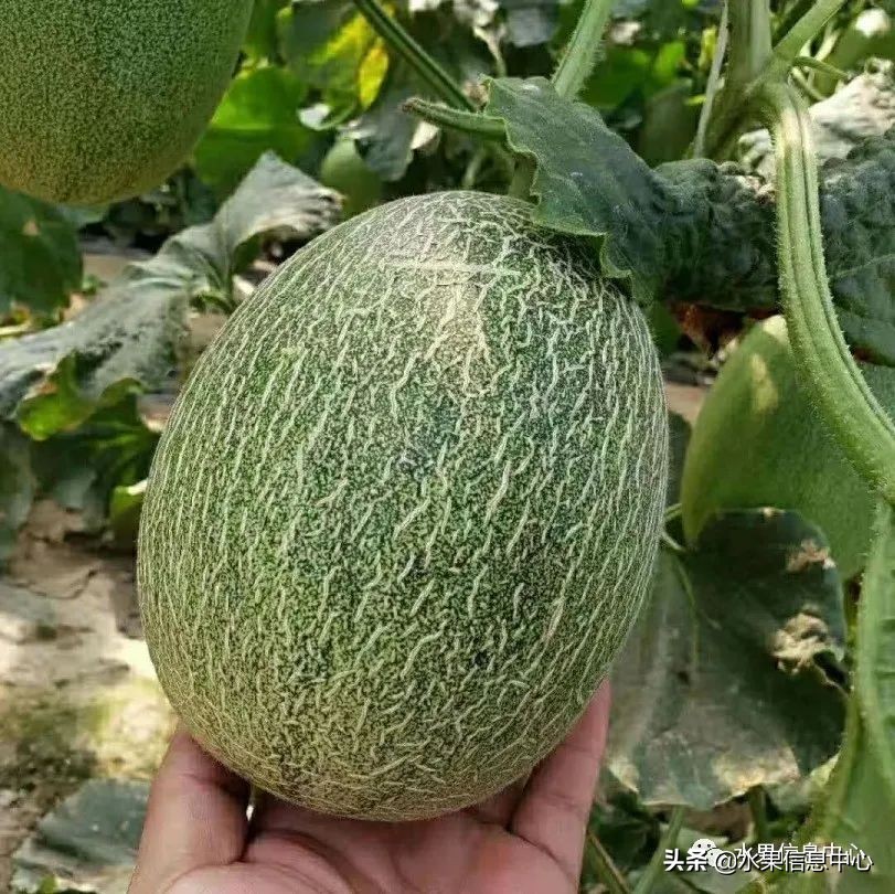 海南水果都有哪些品种图片及名称,海南水果上市时间表赶快收藏吧