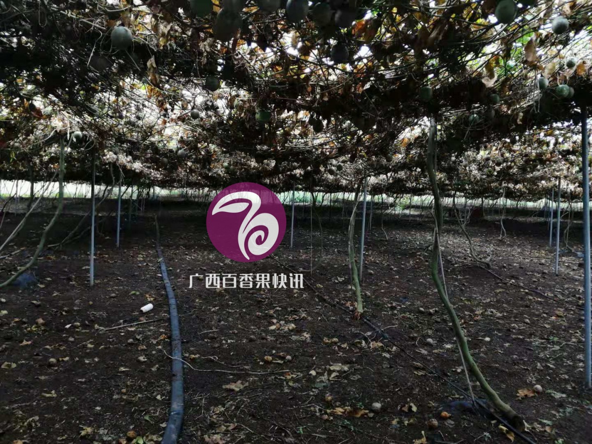 百香果镰刀菌属型、疫霉属型茎基腐病的区别与防治